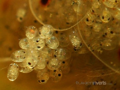 Креветка амано (Amano Shrimp, Caridina multidentata)