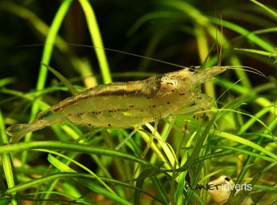 Креветка амано (Amano Shrimp, Caridina multidentata)