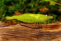 Креветка бабаулти (Caridina babaulti)