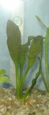 Фото Опознание аквариумных растений (photo#32929)
