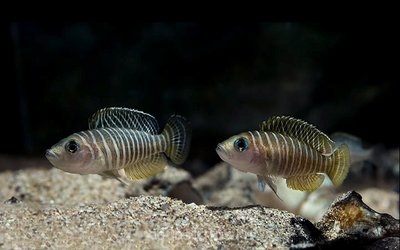 Фото Лампрологус симилис Lamprologus similis  (photo#32937)