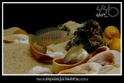 Лампрологус мультифасциатус (Lamprologus multifasciatus)