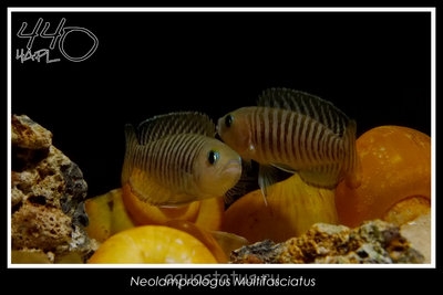 Лампрологус мультифасциатус (Lamprologus multifasciatus)