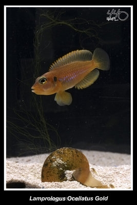 Лампрологус оцеллатус 'голд' (Lamprologus ocellatus 'gold')