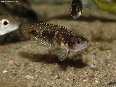 Фото Лампрологус стапперси мелеагрис Lamprologus stappersi meleagris  (photo#32961)