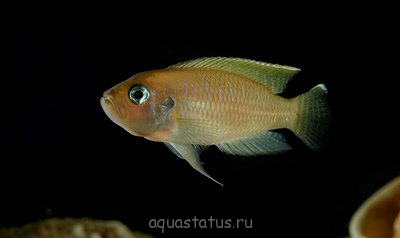 Фото Лампрологус бревис Lamprologus brevis  (photo#33031)