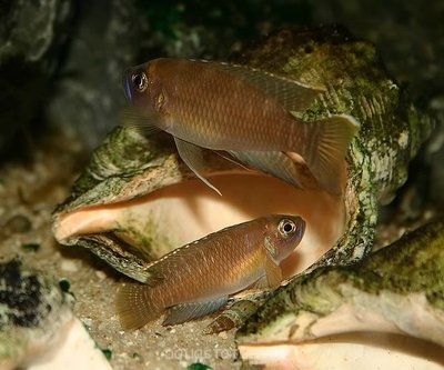 Фото Лампрологус бревис Lamprologus brevis  (photo#33032)