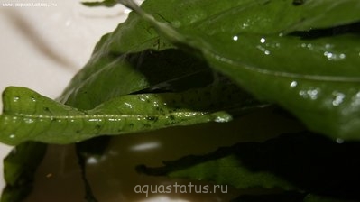 Определение водорослей в аквариуме