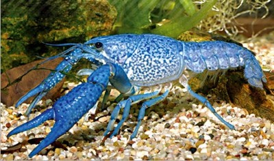 Procambarus Allenii - Синий флоридский рак. - Procambarus Allenii.jpg