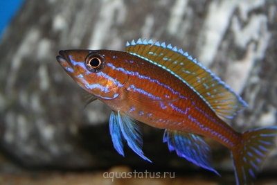 Парациприхромис нигрипиннис "блю неон" (Paracyprichromis nigripinnis " blue neon