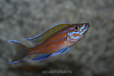 Фото Парациприхромис нигрипиннис блю неон Paracyprichromis nigripinnis blue neon (photo#33216)