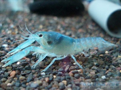 Procambarus cubensis - Голубой кубинский рак. - Procambarus cubensis.jpg