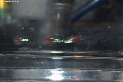 Умирают рыбки в аквариуме - DSC_0025.JPG