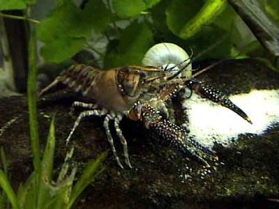 Procambarus spiculifer - procambarus spiculifer .jpg
