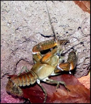 Procambarus vasquezae - Procambarus vasquezae.jpg