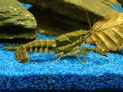 Procambarus versutus - Procambarus Versutus.jpg