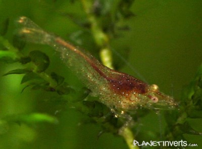 Фото Темно-зеленая креветка Dark Green Shrimp, Caridina sp. Dark Green  (photo#3343)