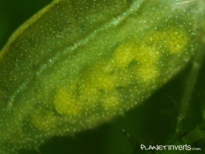 Фото Темно-зеленая креветка Dark Green Shrimp, Caridina sp. Dark Green  (photo#3344)