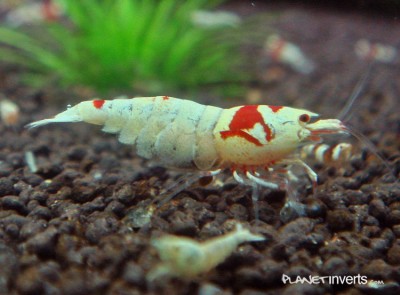 Фото Креветка красный кристал, рэд кристал Crystal Red Shrimp  (photo#3351)