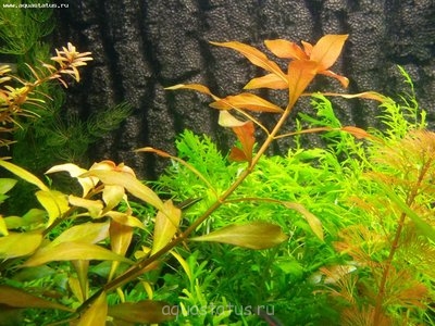 Опознание аквариумных растений - SAM_0797.JPG