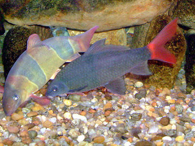 Мой аквариум Боцарий 280 литров bosmat  - BigBotia_bicolor.jpg