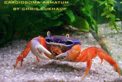 Cardisoma Armatum - Радужный краб