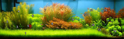 Опознание аквариумных растений - photobig.php.jpg