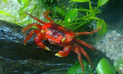 Metasesarma aubryi Red Apple Crab - Томатный краб.