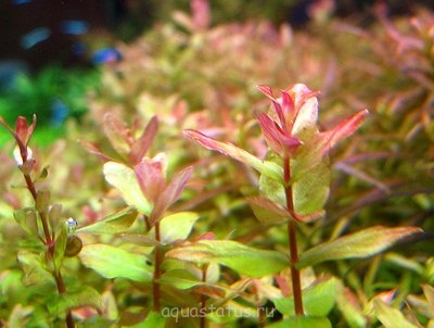 Ротала крупнотычинковая "зеленая"  (Rotala macrandra “green”)