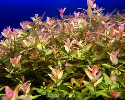 Ротала крупнотычинковая "зеленая"  (Rotala macrandra “green”)