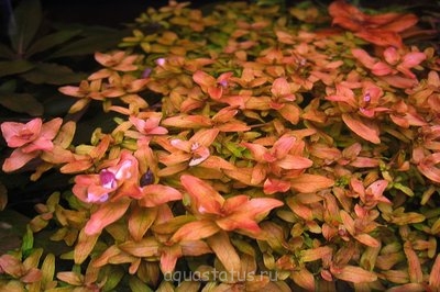 Ротала крупнотычинковая "зеленая"  (Rotala macrandra “green”)