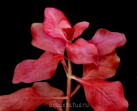 Фото Людвигия супер красная Ludwigia palustris super red  (photo#34066)