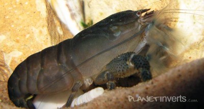 Фото Атия, креветка-фильтратор African Filter Shrimp, Atya gabonensis  (photo#3407)