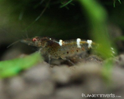 Фото Синяя пчела Blue Bee Shrimp, Caridina sp. Blue Bee  (photo#3410)