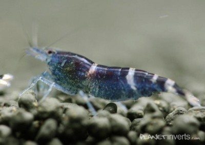 Фото Синяя пчела Blue Bee Shrimp, Caridina sp. Blue Bee  (photo#3411)