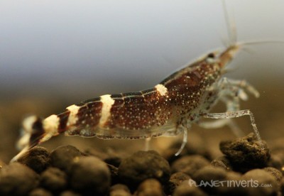 Фото Синяя пчела Blue Bee Shrimp, Caridina sp. Blue Bee  (photo#3412)