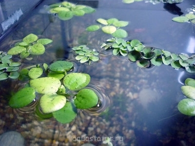 Фото Опознание аквариумных растений (photo#34122)