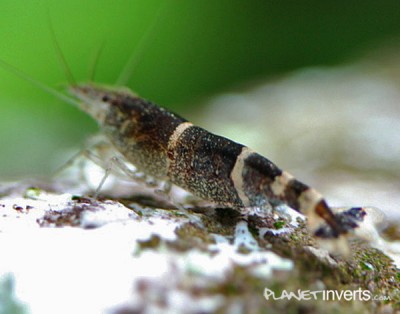 Фото Синяя пчела Blue Bee Shrimp, Caridina sp. Blue Bee  (photo#3413)