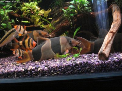 Мой аквариум Боцарий 280 литров bosmat  - DSC01463.jpg
