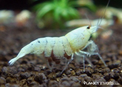 Золотая пчела, золотой кристал (Caridina cantonensis sp. "Golden Bee")