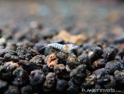 Золотая пчела, золотой кристал (Caridina cantonensis sp. "Golden Bee")