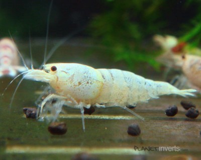 Золотая пчела, золотой кристал (Caridina cantonensis sp. "Golden Bee")