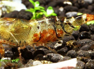 Оранжевая пчела (Orange Bee Shrimp, Caridina cf. cantonensis "Orange Bee")