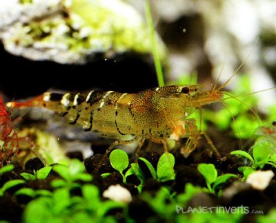 Оранжевая пчела (Orange Bee Shrimp, Caridina cf. cantonensis "Orange Bee")