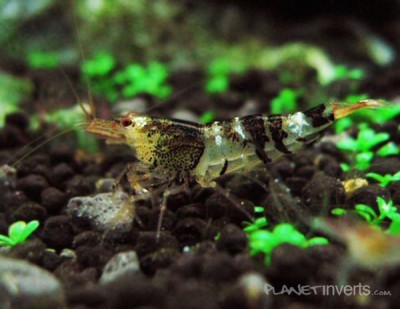 Оранжевая пчела (Orange Bee Shrimp, Caridina cf. cantonensis "Orange Bee")