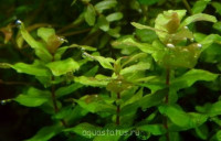 Фото Ротала крупнотычинковая Rotala macrandra  (photo#34211)