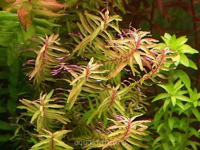 Фото Ротала крупнотычинковая Rotala macrandra  (photo#34212)