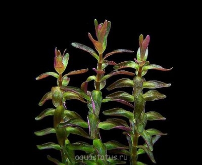 Фото Ротала крупнотычинковая Rotala macrandra  (photo#34213)