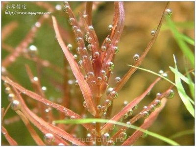 Фото Ротала крупнотычинковая Rotala macrandra  (photo#34214)