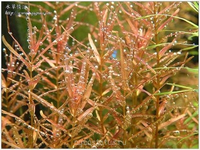 Фото Ротала крупнотычинковая Rotala macrandra  (photo#34215)